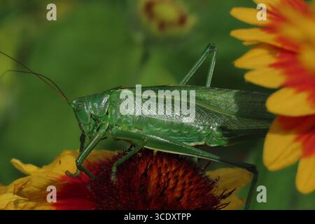 Gros plan d'une grande sauterelle verte parmi les fleurs jaunes Banque D'Images