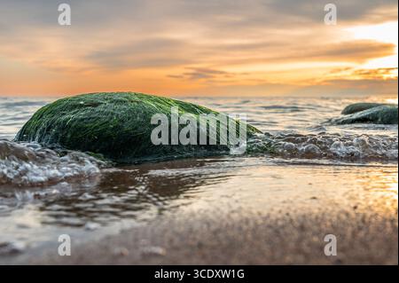 Un gros plan de roches vertes recouvertes d'algues sur une plage de sable, avec de petites vagues de la mer Baltique qui les recouvrent. Banque D'Images