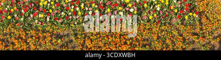 Jardin fleuri lumineux présentant des fleurs rouges, jaunes, oranges et roses dans une vue panoramique. Banque D'Images