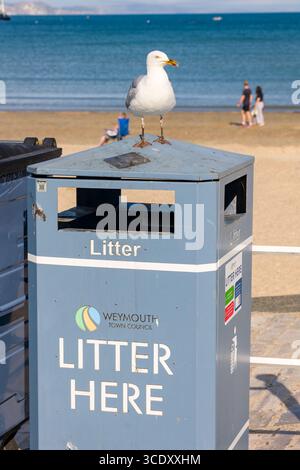 Mouette (Larus argentatus) perchée sur une poubelle à la plage de Weymouth Banque D'Images