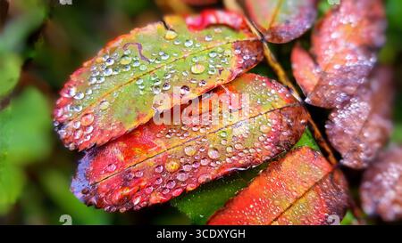 Feuilles d'automne en jaune, rouge, vert et brun avec des gouttelettes d'eau pétillante, comme beaucoup de petites perles Banque D'Images