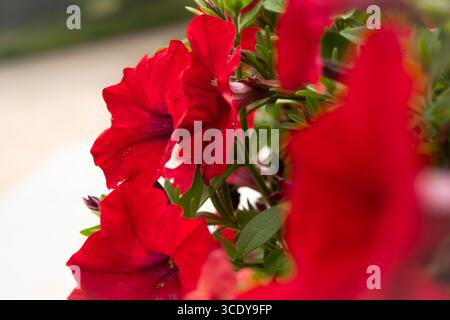 Fleurs de pétunia rouge vif en gros plan, présentant des pétales délicats et des détails vifs, parfaites pour la nature, le jardinage et les motifs floraux. Banque D'Images