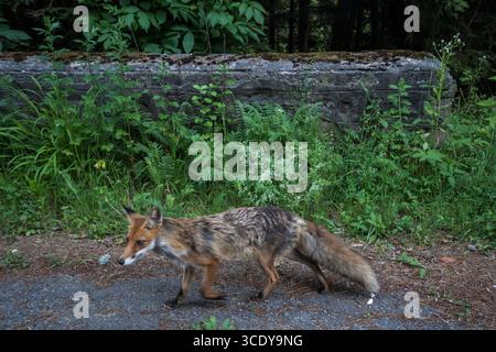 Fox sauvage en Roumanie Banque D'Images