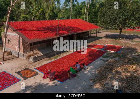 Piments rouges à sécher sous le soleil à panchagarh, Bangladesh. Banque D'Images