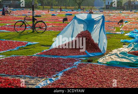 Piments rouges à sécher sous le soleil à panchagarh, Bangladesh. Banque D'Images