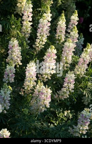 Les grappes de fleurs de lupin affichent de délicats pétales roses et blancs sous la lumière du soleil dans un cadre de jardin vibrant. Banque D'Images