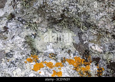 Biodiversité de 4 lichens différents sur roche granitique, Praia Castro de Barona, A Coruna, la Coruna, Espagne Banque D'Images