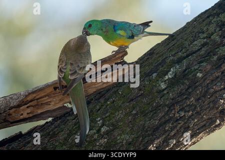 Deux perroquets à rougeurs appariés perchés dans un arbre avec le mâle nourrissant joyeusement la femelle avant de choisir un site de nidification possible. Banque D'Images