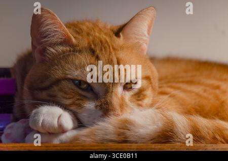 Wolfie, un chat tabby orange de deux ans, garde son nez chaud avec sa queue, le 27 mai 2025, à Coden, Alabama. Banque D'Images