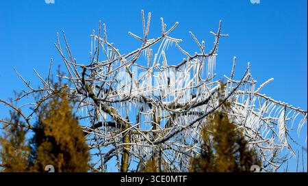 Gros plan de branches d'arbres couvertes de gel en hiver avec un ciel bleu clair en arrière-plan Banque D'Images