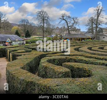 The Hedge Maze at Longleat Safari and Adventure Park, Longleat, Wiltshire, Angleterre, Royaume-Uni Banque D'Images