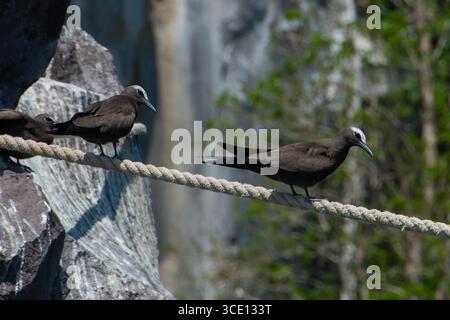 Brown Noddy, Anous stolidus, paire sur corde, Guning API Island, Banda Sea, Indonésie Banque D'Images