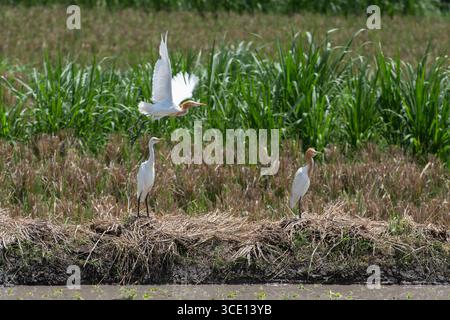 Trio d'aigrettes de bétail de l'est, Ardea coromanda, deux en plumage d'élevage, un en vol, Klungkung, Bali, Indonésie Banque D'Images