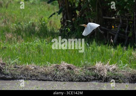 Élevage adulte de bétail oriental-Agret, Ardea coromanda, en vol, Klungkung, Bali, Indonésie Banque D'Images