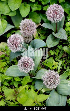 Ces Allium karataviense ressemblent à de minuscules pompons violets flous prêts pour une parade de jardin ! Banque D'Images
