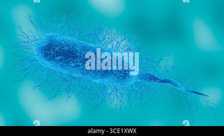 La bactérie Vibrio vulnificus en vue microscopique détaillée. Cet agent pathogène provoque une fasciite nécrosante. Illustration 3D. Microbiologie médicale. Banque D'Images