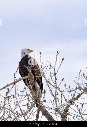 Aigle à tête blanche adulte perché au sommet d'un cottonwood sans feuilles en hiver dans le parc d'État de Vrain, près de Longmont, Colorado. L'image dispose d'un espace de copie Banque D'Images