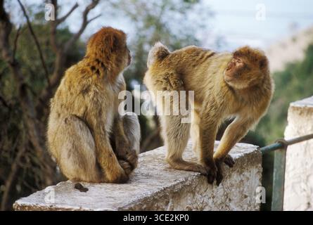 Gibraltar. Les célèbres singes barbaresques ou macaques sautent à travers les vitres des voitures pour prendre des petites bouchées, malgré des conseils bien pensés sur les besoins alimentaires simiens Banque D'Images