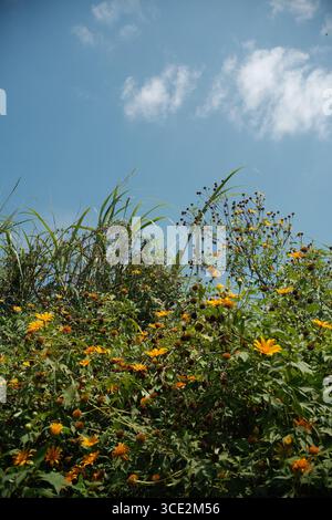 Fleurs sauvages jaunes fleurissant sous un ciel bleu clair avec un feuillage vert par une journée ensoleillée. Banque D'Images