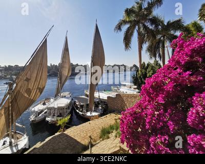 El Nabatat Island ou Kitchener's Island, qui abrite les jardins botaniques d'Assouan, situés sur le Nil. Elle est aussi souvent appelée île botanique. Banque D'Images