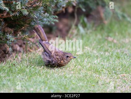 Un Robin Erithacus rubecula juvénile se nourrissant dans et autour d'un jardin du Nord Norfolk UK. Banque D'Images