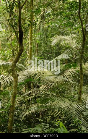 Forêt dans le parc national de Cuc Phuong. Province de Ninh Binh. Vietnam. Banque D'Images