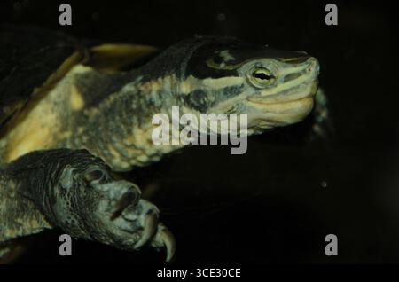 Tortue d'étang vietnamienne Mauremys annamensis sous l'eau. Dans des conditions captives. Centre de conservation des tortues Cuc Phuong. Ninh Binh. Vietnam. Banque D'Images