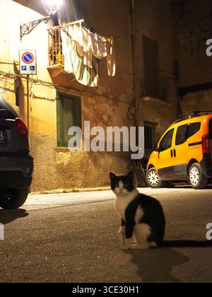 Chat errant noir et blanc assis sur un coin de rue calme à Trapani Sicile avec une vieille buanderie de balcon de façade et voiture jaune dans la scène nocturne atmosphérique Banque D'Images