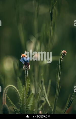 Gros plan d'abeille sur Blue Cornflower dans un pré vert Banque D'Images