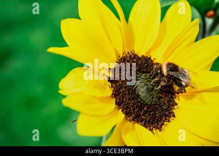 Un gros plan horizontal capture un bourdon moelleux recueillant méticuleusement le nectar et le pollen du centre sombre d'un tournesol jaune brillant. Banque D'Images