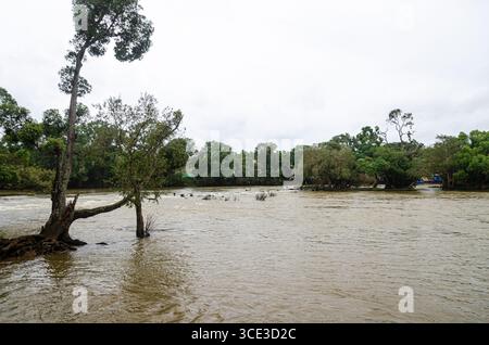 Camp des éléphants à Dubare à Kushalnagar, Madikeri, Karnataka, Inde Banque D'Images