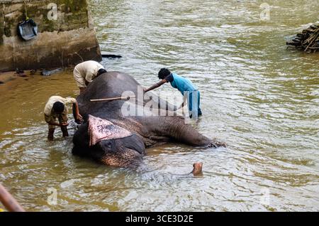 Camp des éléphants à Dubare à Kushalnagar, Madikeri, Karnataka, Inde Banque D'Images