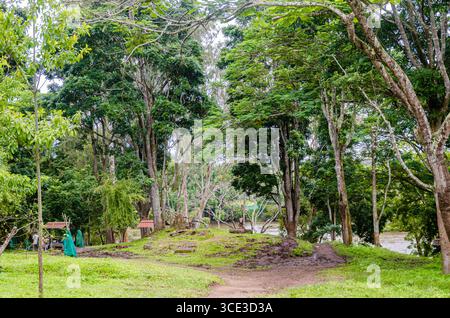 Camp des éléphants à Dubare à Kushalnagar, Madikeri, Karnataka, Inde Banque D'Images