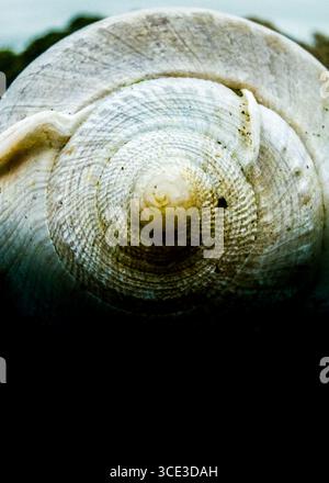 Gros plan d'une coquille d'escargot, présentant son motif en spirale et sa texture. Banque D'Images