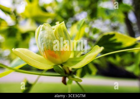 Fleur de Liriodendron tulipifera - aussi le tulipe est le plus grand arbre de la forêt décidue tempérée. Banque D'Images