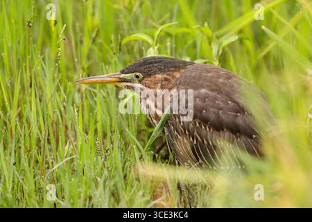 Heron vert immature (Butorides virescens) debout sur une bûche dans un étang, comté de Sacramento Californie États-Unis Banque D'Images