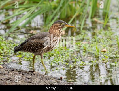 Héron vert immature (Butorides virescens) debout au bord d'un étang, comté de Sacramento Californie États-Unis Banque D'Images