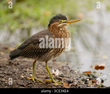 Heron vert immature (Butorides virescens) debout sur une bûche dans un étang, comté de Sacramento Californie États-Unis Banque D'Images