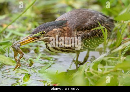 Héron vert immature (Butorides virescens) avec grenouille capturée dans un étang, comté de Sacramento, Californie, États-Unis Banque D'Images