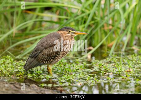 Heron vert immature (Butorides virescens) dans un étang, comté de Sacramento Californie États-Unis Banque D'Images