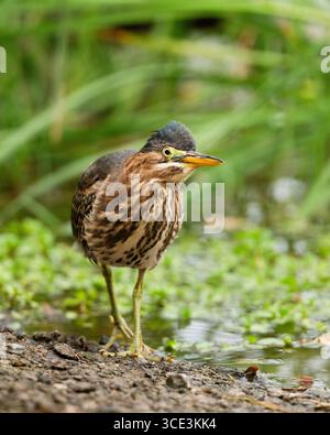 Heron vert immature (Butorides virescens) dans un étang, comté de Sacramento Californie États-Unis Banque D'Images