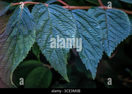 Photo rapprochée de feuilles de plantes et d'arbres Banque D'Images