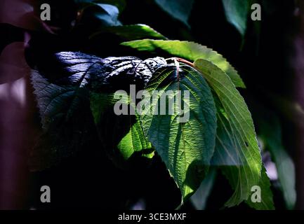 Photo rapprochée de feuilles de plantes et d'arbres Banque D'Images