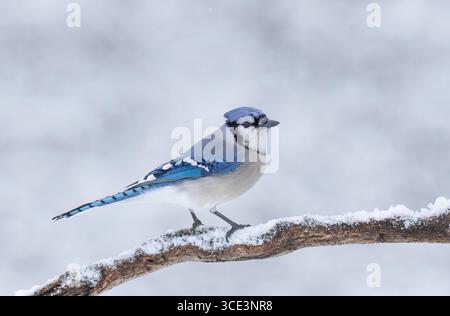 Portrait de Jay bleu (Cyanocitta cristata) perché sur une branche couverte de neige en hiver dans le parc Algonquin, Canada Banque D'Images