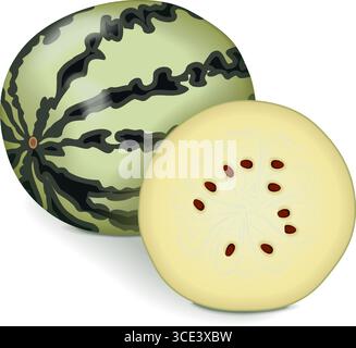Entier et moitié de pastèques White Wonder ou crème de pastèque de la Saskatchewan. Citrullus lanatus. Fruits et légumes. Illustration vectorielle isolée Illustration de Vecteur