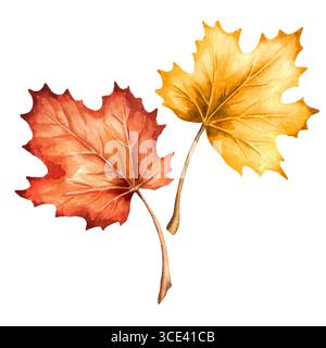 Feuilles d'érable colorées d'automne. Illustration d'aquarelle dessinée à la main, isolée sur fond blanc Banque D'Images