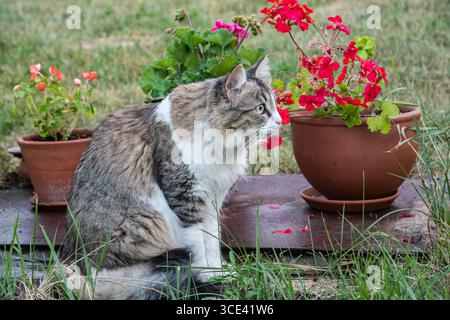 Pelucheux adorable jeune chat domestique posant gracieusement dans le jardin du village avec des pots de fleurs Banque D'Images