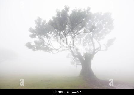 Un laurier solitaire avec un tronc épais et une couronne luxuriante est enveloppé dans un brouillard dense. La forêt mystique de Fanal sur l'île de Madère, Portugal. Q élevé Banque D'Images