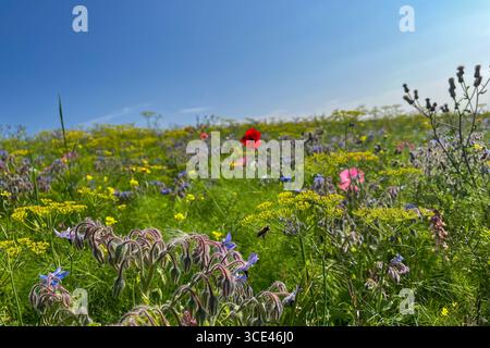 Fleurs sauvages colorées et une abeille sur une prairie lors d'une belle journée d'été à Emden, Frise orientale. Ciel bleu clair. Banque D'Images