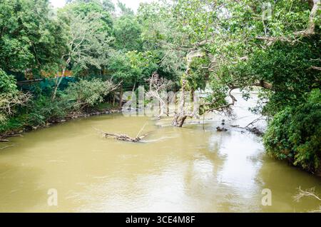 Rivière Kaveri à Nisargadhama à Kushalnagar, Madikeri, Karnataka, Inde Banque D'Images